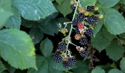 Gyümölcs bokrok metszése – Boldog bogyósok nevelése