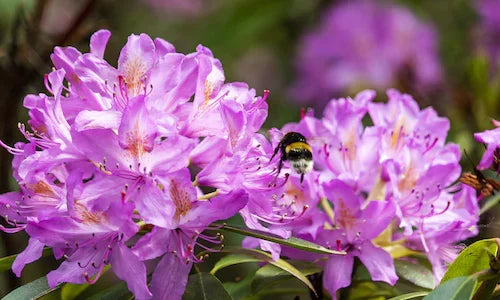 Rhododendron – Havasszépe