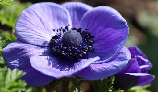 Szellőrózsák, az Anemone nemzetség