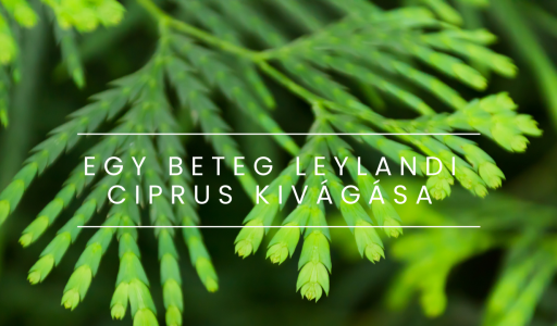 Egy beteg leylandi ciprust vágtunk ki